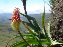 Kniphofia caulescens in the Drakensberg