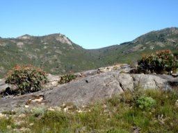 Kumara plicatilis safest on rock