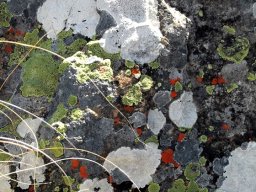 Lichen art