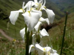 Moraea albicuspa in Drakensberg grassland