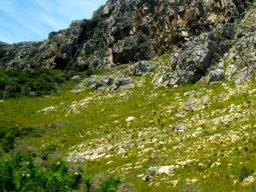 More rock or more plants?