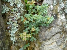 Oscularia deltoides and lichen unobtrusive on blue rock