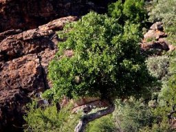 Kinked rain tree stem