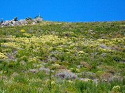 Phylica pubescens in Jonkershoek fynbos