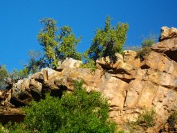 Portulacaria afra undermining its own future