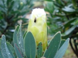 Protea subvestita with early food scout 