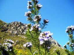 Psoralea pinnata on a mountain