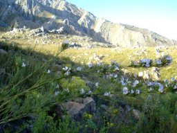 Psoralea sordida on the Swartberg