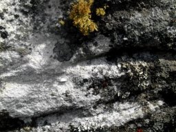 Lichen on Table Mountain