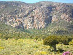 Spring vegetation on sloped and flat land