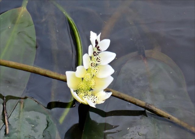 Aponogeton distachyos, the waterblommetjie