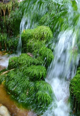 At home in a Bainskloof stream