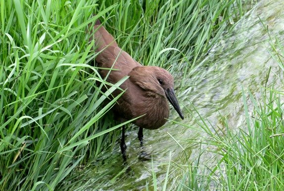 Hamerkop