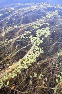 Limosella inflata leaves