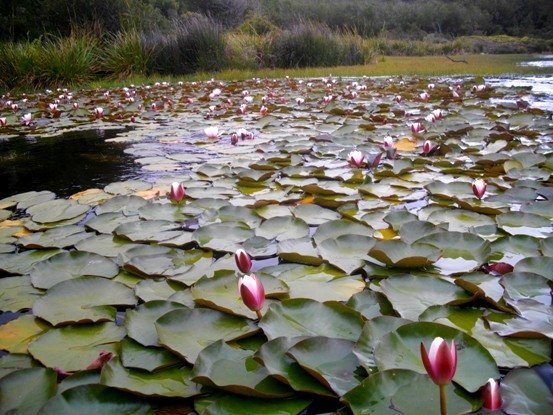 Nymphaea cultivar leaf clutter