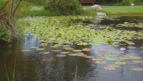 Nymphaea nouchali var. caerulea