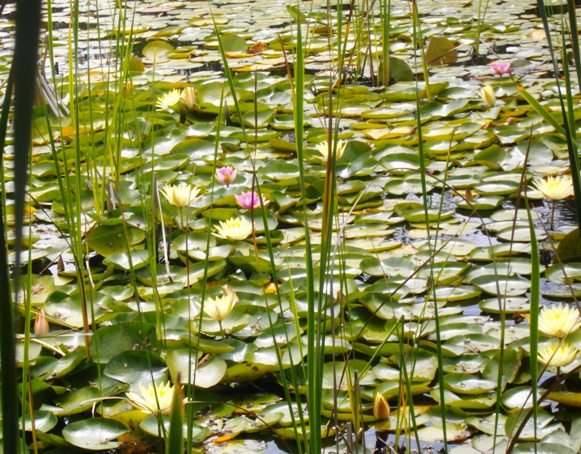 Nymphaea nouchali