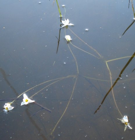 Pauridia aquatica