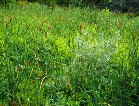 Typha capensis