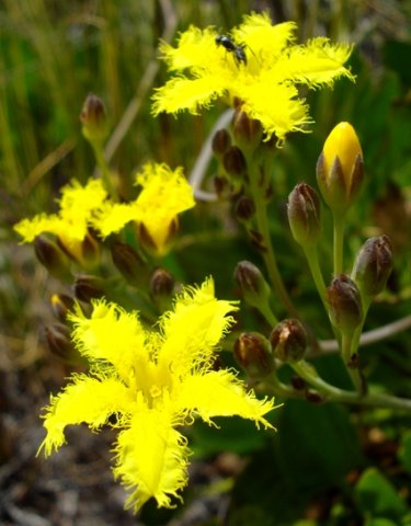 Villarsia capensis