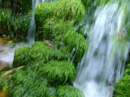 At home in a Bainskloof stream