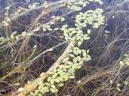 Limosella inflata leaves
