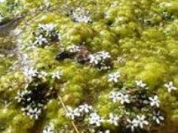 Limosella vesiculosa flowers