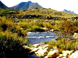 River in the Kogelberg Nature Reserve