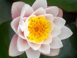 Nymphaea cultivar 