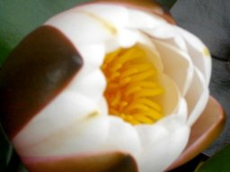 Nymphaea cultivar opening
