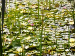 Nymphaea nouchali