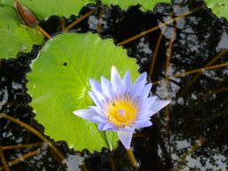 Nymphaea nouchali var. caerulea