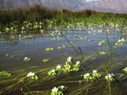Oxalis natans