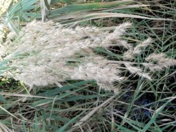 Phragmites australis, fluitjiesriet