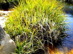 Prionium serratum