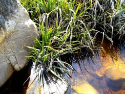 Prionium serratum
