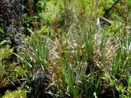 Prionium serratum, a famine food