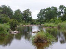 River vegetation