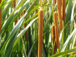 Typha capensis
