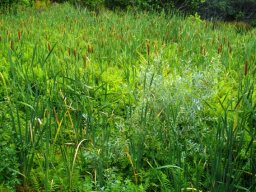 Typha capensis