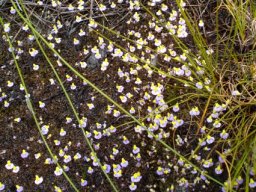 Utricularia bisquamata flowering in Bainskloof