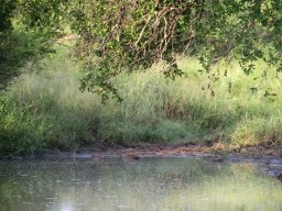 Veld drinking water not so clean and fresh