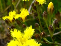 Villarsia capensis