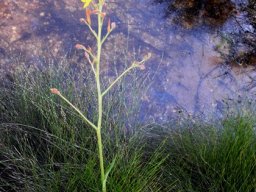 Wachendorfia paniculata 
