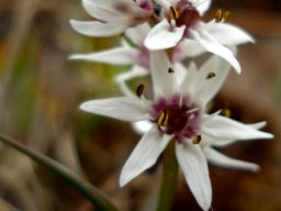 Wurmbea stricta 