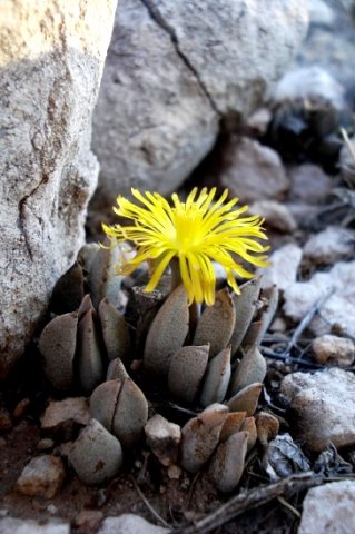 Prepodesma orpenii