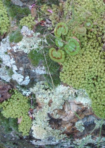 Living carpet