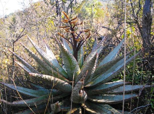 Aloe marlothii