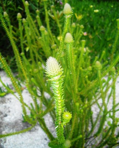 Stilbe ericoides