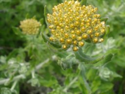Helichrysum dasyanthum